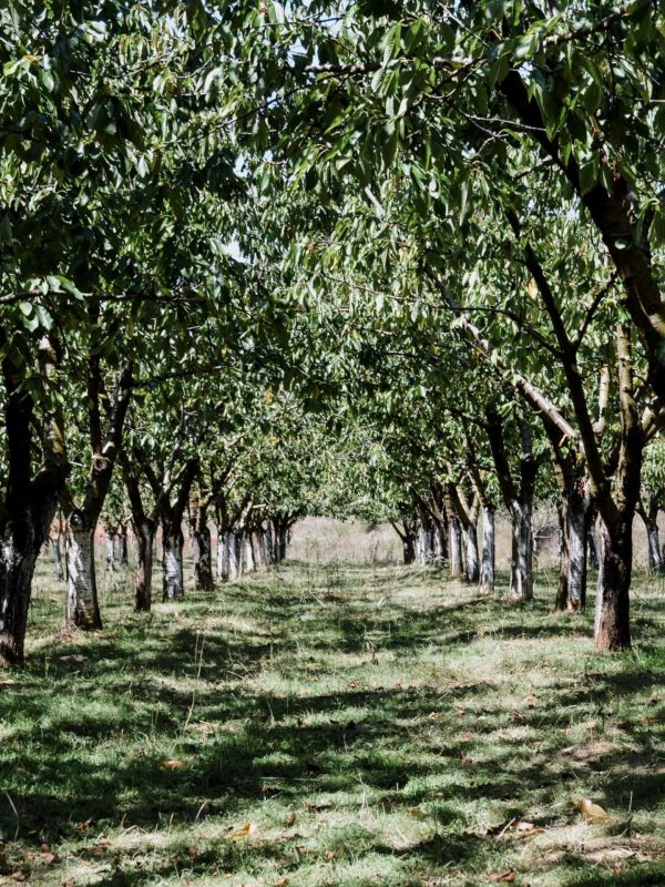 Luadhi Çelos Agroturizëm