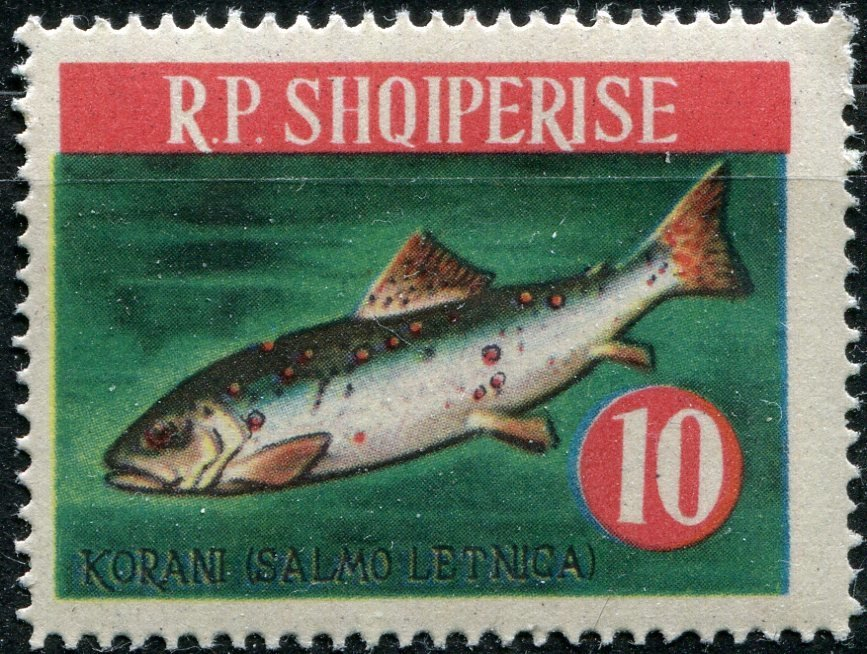 Korani