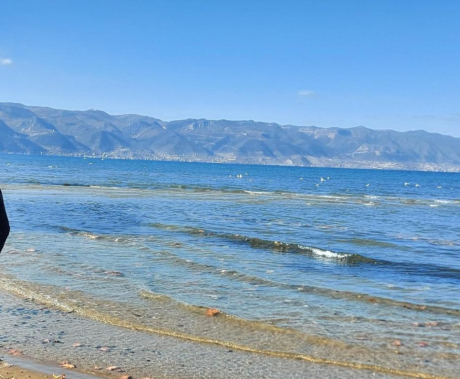 PLAZHI POGRADEC – DRILON